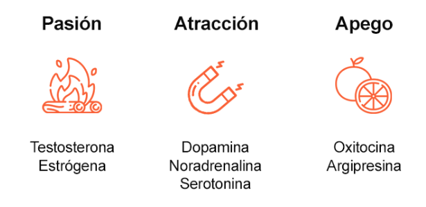 infografía sobre la pasión, la atracción y el apoyo